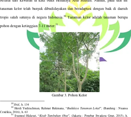 Gambar 3. Pohon Kelor 