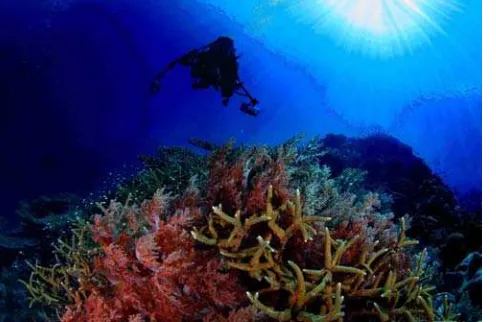 Gambar : Keindahan bawah laut Wakatobi (sumber : Hermawan Wong, 2007) 