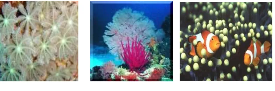 Gambar Coral Tree Fern 