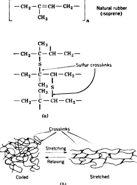 FIGURE 10-6 Vulcanization of natural rubber. (a) Mechanism of crosslinking of 