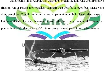 Gambar 2.2 : Jamur Artrhrobotys yang menjadi parasit cacing Nematoda. 