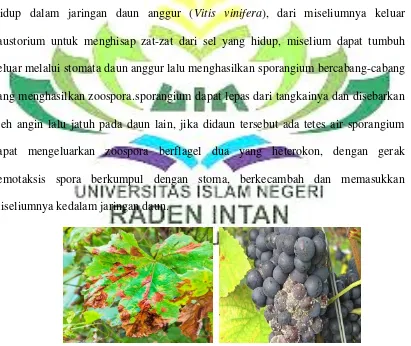 Gambar 2.8: Daun dan buah anggur yang terserang Plasmophora viticola 