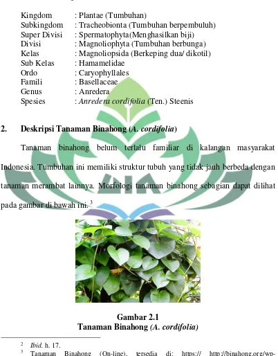Tanaman BinahongGambar 2.1  (A. cordifolia) 