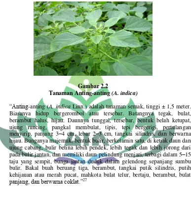 Tanaman Anting-antingGambar 2.2  (A. indica) 