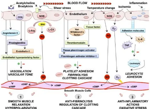 Gambar 2. Fungsi normal endotel (Marti  et al., 2012). 
