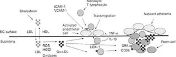 Gambar 5. Lesi aterosklerosis (Ruberg and Lozcalzo, 2006) 