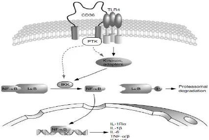 Gambar 8. Hipotetis interaksi CD36 dan aktivasi NF- κB (Sahoo and Drover, 2006) 
