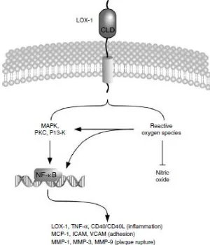 Gambar 9. Jalur pensinyalan intraseluler setelah keterlibatan LOX-1 oleh  oxLDL pada sel endotel (Sahoo and Drover, 2006)