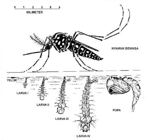 Gambar 1. Morfologi Nyamuk Ae.aegypti 