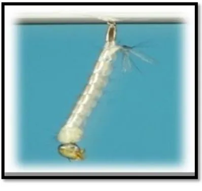 Gambar 6. Larva Ae.aegypti 