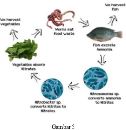 Gambar 5 Siklus Nitrogen 