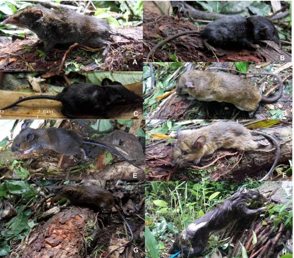 Gambar  2.  Foto  jenis  mamalia  kecil  teresterial  yang  didapatkan  di  Gunung  Singgalang;  A
