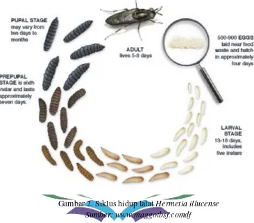 Gambar 2. Siklus hidup lalat Hermetia illucense 