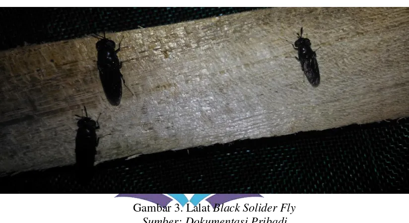 Gambar 3. Lalat Black Solider Fly 