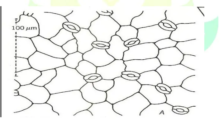 Gambar .7 Stomata tipe anomositik           Sumber : Anonim 