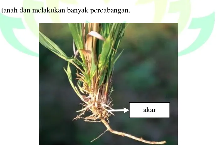 Gambar 2.2.Akar alang-alang (Imperata cylindrica L.)62 