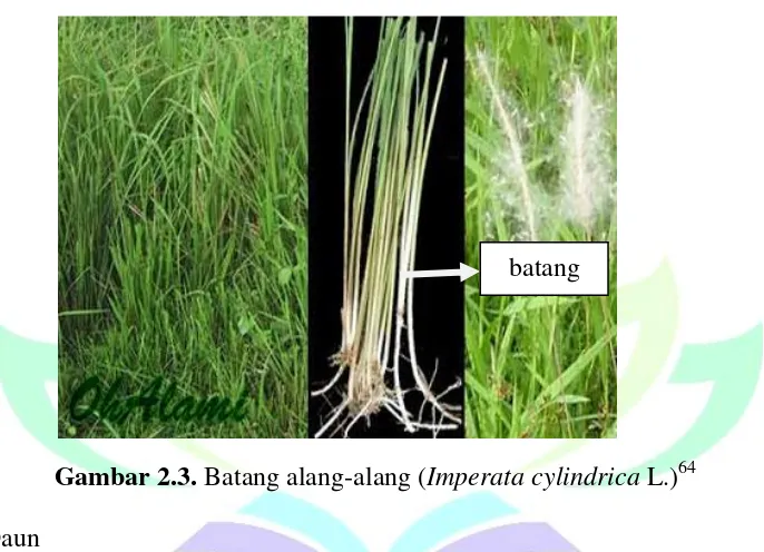 Gambar 2.3. Batang alang-alang (Imperata cylindrica L.)64 