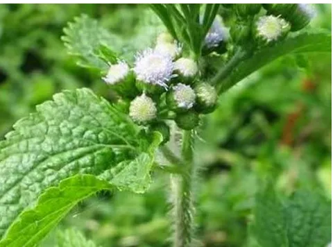 Gambar 2.2 Tumbuhan Babadotan (Ageratum conyzoides L.)19 