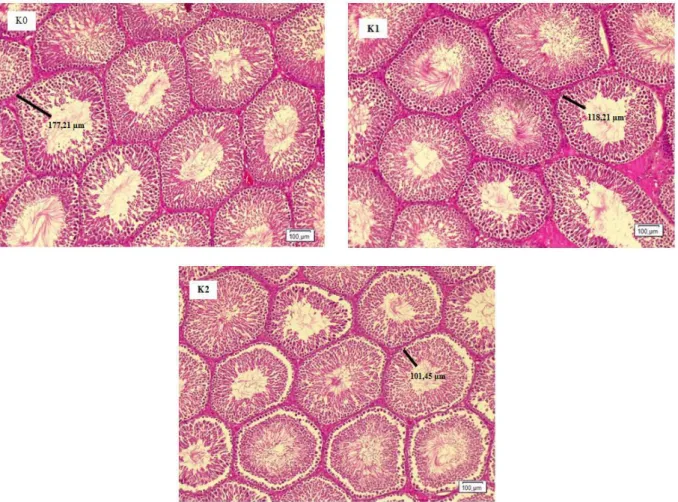 Gambar  2.    Fotomikrograf  Tubulus  Seminiferus  Kelompok  Kontrol  (K0),  Puasa  10  Jam  (K1)  dan  Puasa  12  Jam (K2) Perbesaran 100x dengan Pewarnaan HE 
