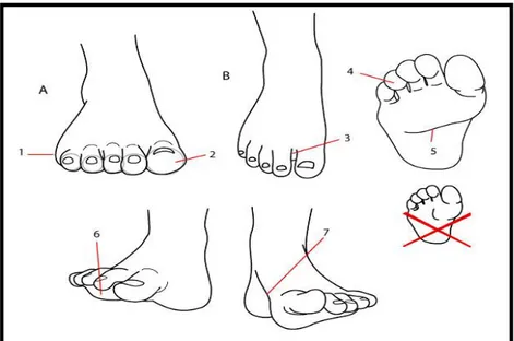 Gambar 2.10: gambar  jari kaki  k aki dengan Sepatu 