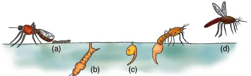 Gambar 1. Daur hidup nyamuk: a. telur, b. Jentik-jentik, c. kepompong,d. nyamuk dewasa