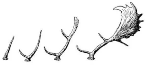 Figura 1. De izquierda a derecha, cuernas de gamo de uno, dos, tres y siete años. Según  Cabrera (1914)