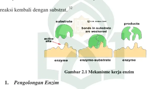 Gambar 2.1 Mekanisme kerja enzim 