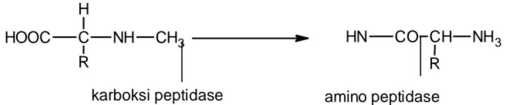 Gambar 2.7 Reaksi Pembentukan Amino Peptidase 