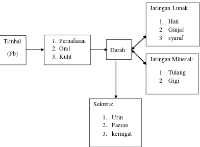 Gambar 2.1 Akumulasi timbal pada tubuh manusia (Sumber : Depkes RI, 2001 dalam Naria, 2005) 