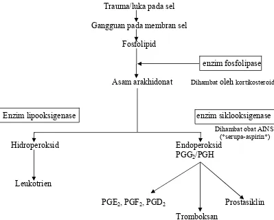 Gambar 3. Biosintesis Prostaglandin (Wilmana, 1995) 