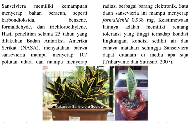 Gambar 1. Sanseiviera sebagai tanaman indoor, selain memiliki nilai estetika, juga  mampu menyerap bau dan polusi udara