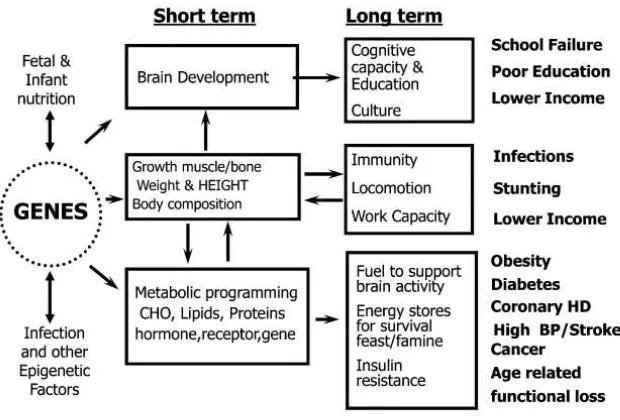 Figure 1. Short and long term consequences of nutrition-gene-environment conditions in early life on relevant health and disease outcomes 