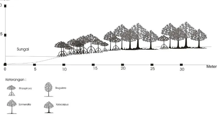 Gambar 4.9. Sketsa formasi vegetasi mangrove daerah pantai di Pulau Bintan 
