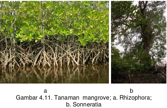 Gambar 4.11. Tanaman  mangrove; a. Rhizophora; 