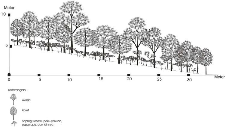 Gambar 4.4. Formasi vegetasi hutan primer di Pulau Bintan 
