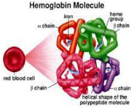 Gambar 2.1 Molekul Hemoglobin (Hoffbrand, 2005) 