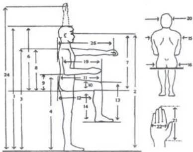 Gambar 1. Dimensi Antropometri Tubuh Manusia (Sumber: Wignjosoebroto,  1995) 