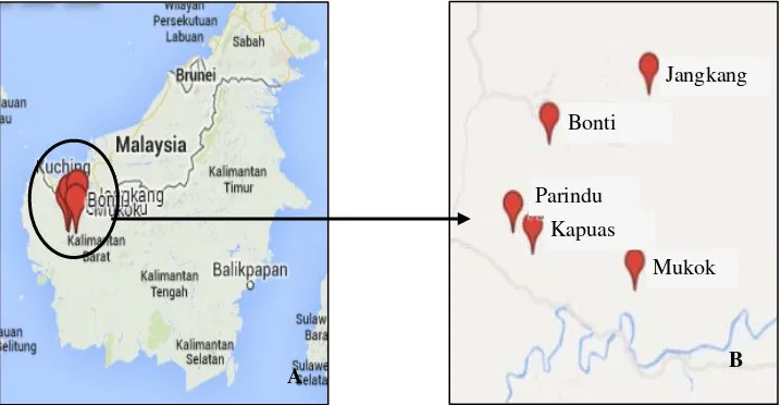 Gambar 1. Peta lokasi pengambilan sampel (A) Peta Pulau Kalimantan, (B) Peta lima lokasi pengambilan sampel