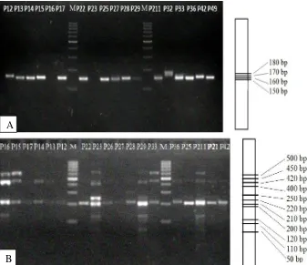 Gambar 2. Keberagaman morfologi anak daun pada kerabat rambutan liar (A) N. cuspidatum var