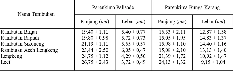 Tabel 3. Ukuran parenkima palisade dan parenkima bunga karang pada daun rambutan dan kerabatnya 