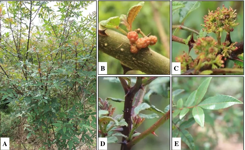 Gambar 5. Ciri andaliman ‘Sikoreng’. A. habitat, B. buah, C. Bunga, D. Dahan muda, E. Daun
