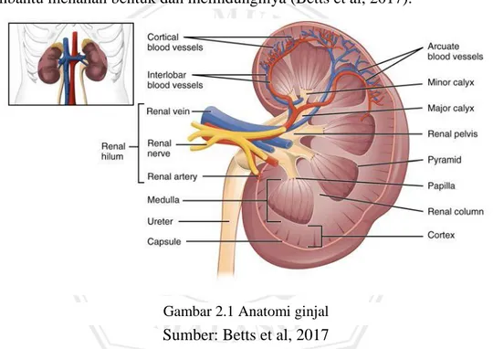 Gambar 2.1 Anatomi ginjal