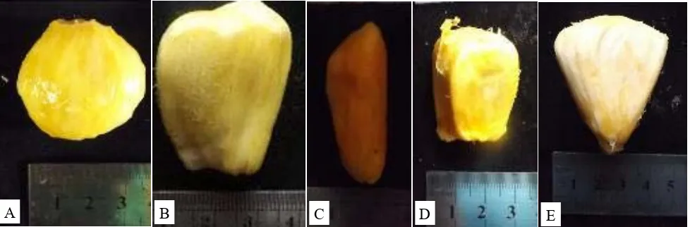 Gambar 10. Warna bulbus buah cempedak. A=kuning pucat, B=kuning muda, C=kuning tua, D=jingga