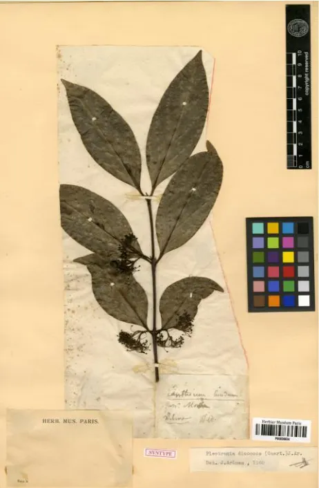 Figure 1. P. dicoccos from Sri Lanka (P00836634)
