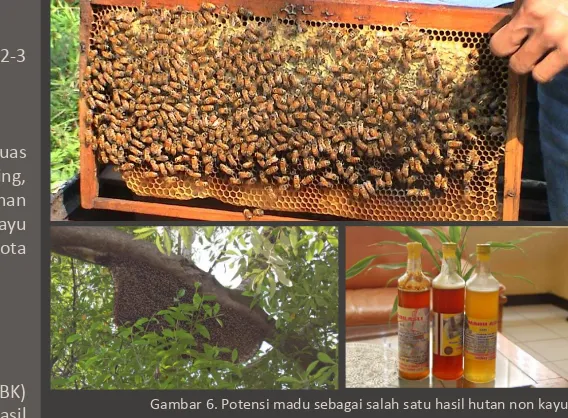 Gambar 6. Potensi madu sebagai salah satu hasil hutan non kayu 