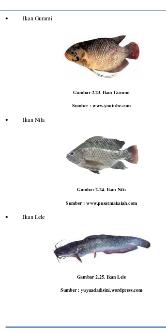 Gambar 2.23. Ikan Gurami 