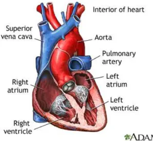 Gambar 2.1. Anatomi jantung (Martin, 2016) 