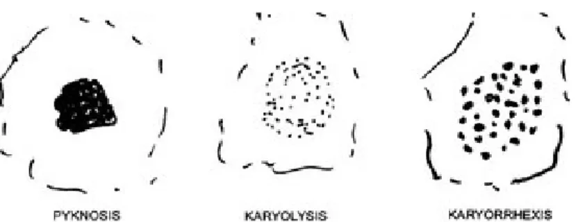 Gambar 2.6. Tanda kematian pada sel  (Damjanov, 2016)  3.  Kenikir (Cosmos caudatus Kunth.) 