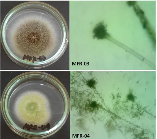 Gambar  1.  Morfologi  jamur  endofit  MFR-03  (atas)  dan  MFR-04  (bawah).  Kedua  isolat  diidentifikasi sebagai Aspergillus sp
