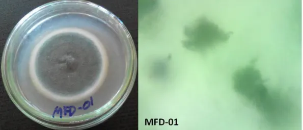 Gambar 2. Morfologi jamur endofit MFD-01 yang diidentifikasi sebagai Penicillium sp. 